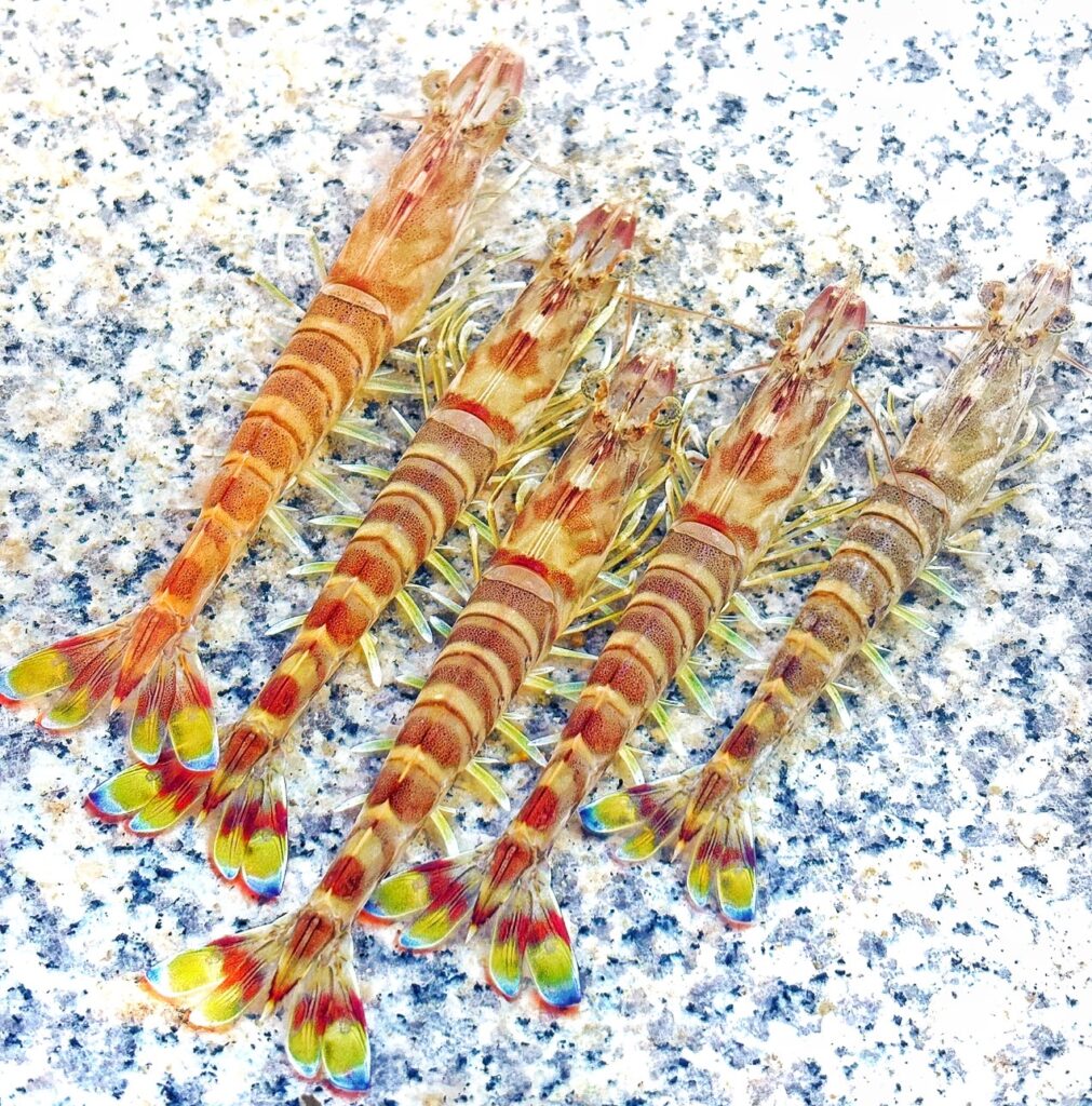 水揚げした車海老を特殊冷凍することにより、より、解凍後生食出来ます。