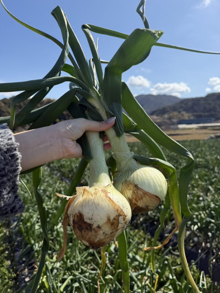 極早生玉ねぎ