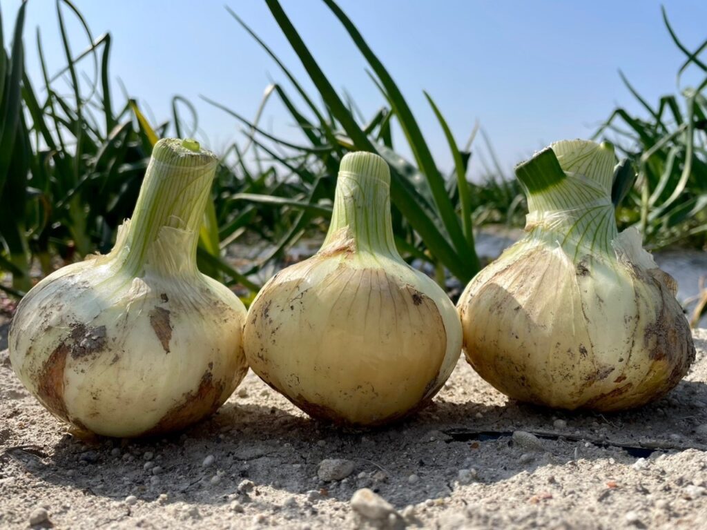 新玉ねぎ