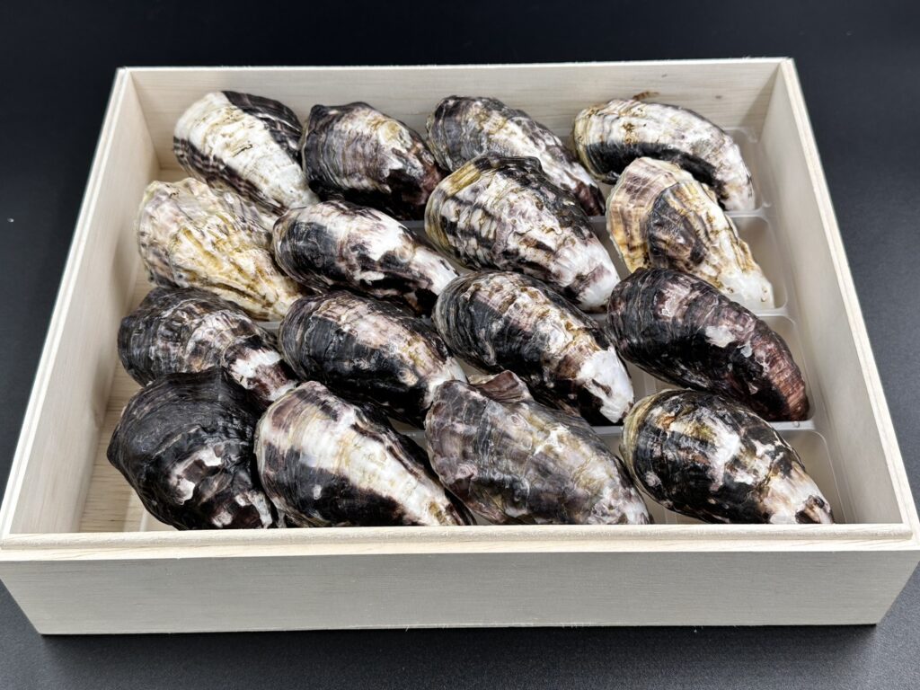 バスケット養殖牡蠣