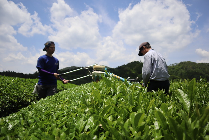 有機茶園での茶刈り風景